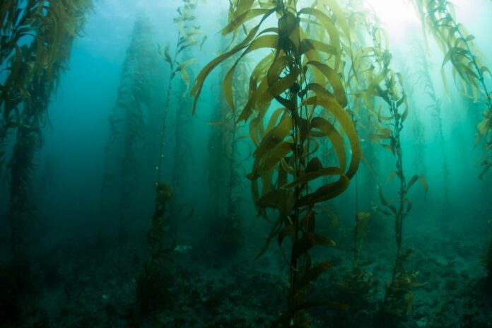 Suszone algi morskie - zalety i zastosowanie